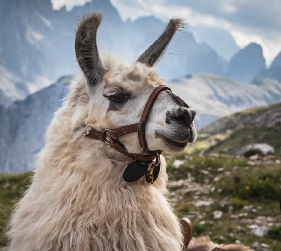 Alpaca