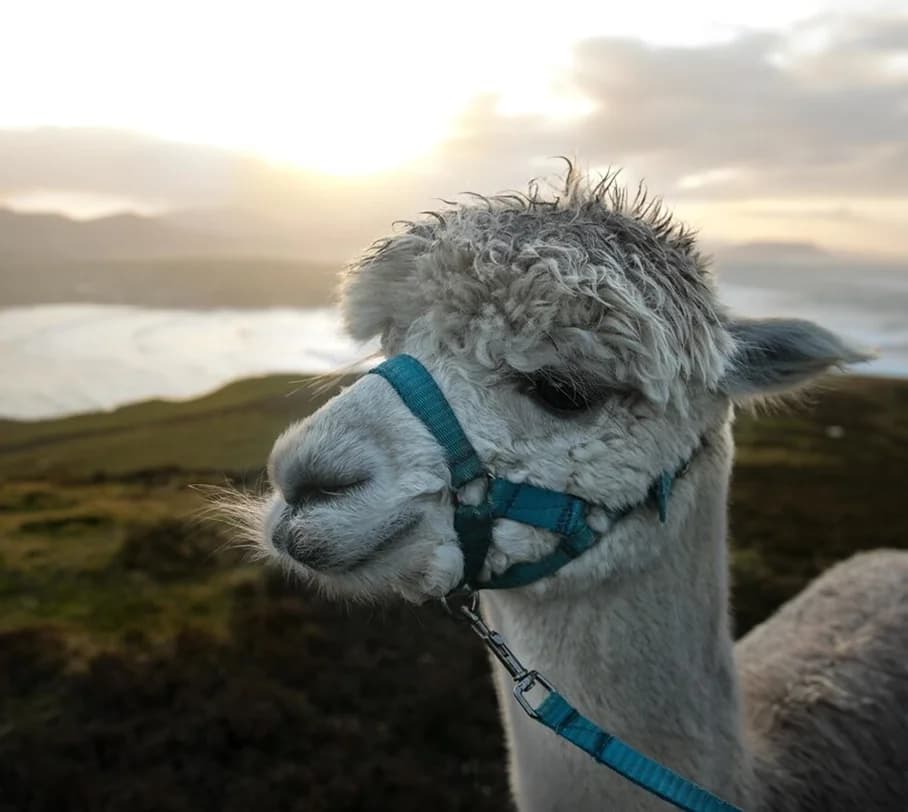Baby Alpaca